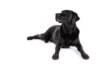 Black labrador retriever dog on a white background