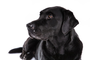 Black labrador retriever dog on a white background