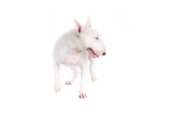 Bull terrier dog on a white background