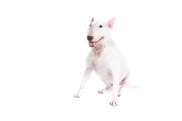 Obraz premium Bull terrier dog on a white background