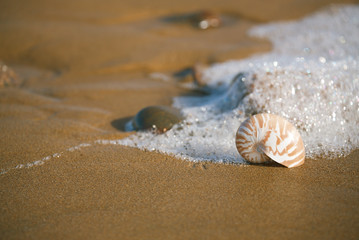 Fototapeta na wymiar Nautilus muszli na plaży Oceanu Atlantyckiego Legzira, Maroko