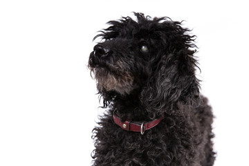 Poodle dog on a white background