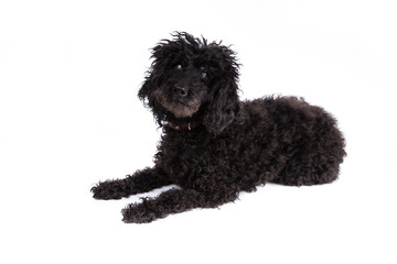 Poodle dog on a white background