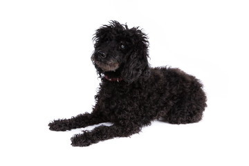 Poodle dog on a white background