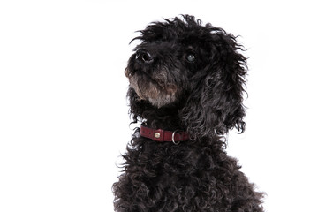 Poodle dog on a white background