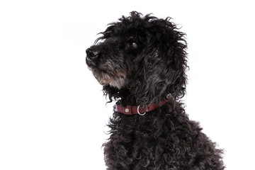 Poodle dog on a white background