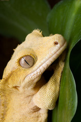 Kronengeckoport&auml;t