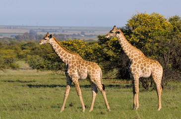 Giraffes 2