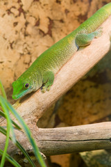 Fototapeta premium Grüner Gecko abwärts