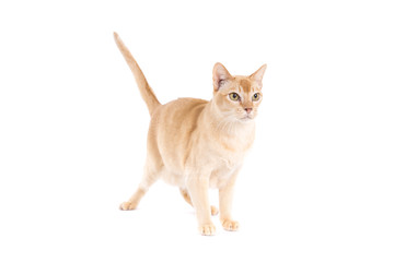 Burmese cat on a white background