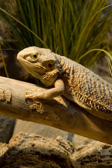 Bartagame Hochformat