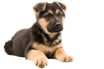 Fototapeta premium puppy looks