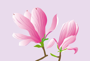 ピンクのモクレンの花