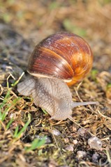 Burgundy snail