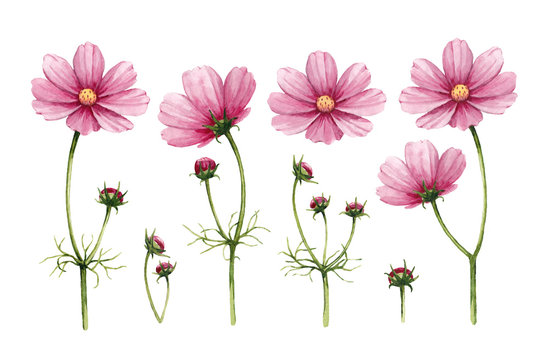 Cosmos flowers collection. Watercolor illustrations