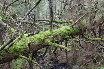 Fallen old spruce tree