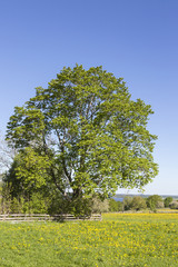 Fototapeta premium Dandelion meadow
