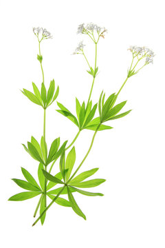Waldmeister