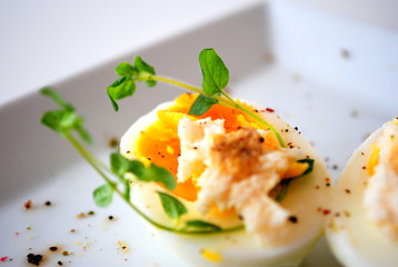 Egg