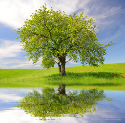Fototapeta premium Spring landscape with tree