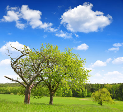 Spring landscape with blue sky