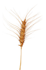 Rye isolated on white