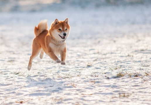 Jumped dog shiba inu on snow