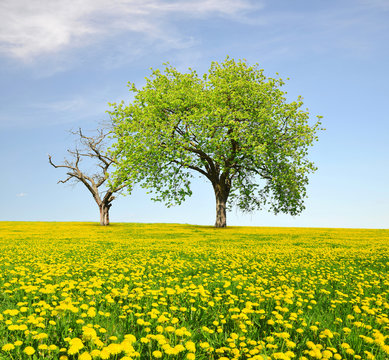 Spring landscape with trees on dandelions field