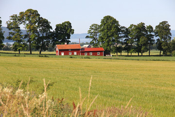 Fototapeta premium Field and trees
