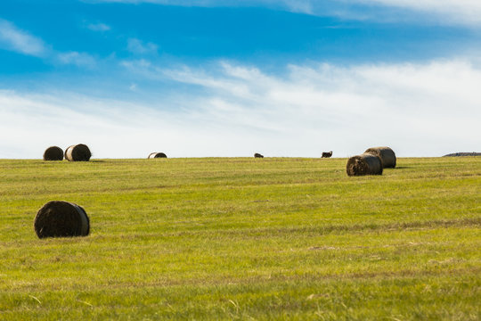 Hay Grass Bales Field Landscape
