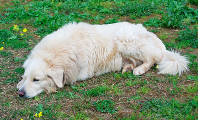 sleeping in the garden