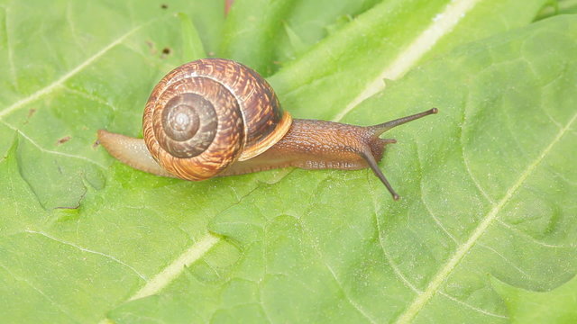 Snail creeps on the green leaf, close-up view, HD 1080p