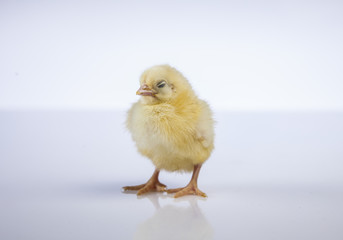 Easter, Rabbit, Chicken, Bunny, Egg