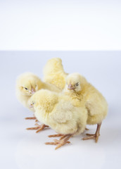 Easter, Rabbit, Chicken, Bunny, Egg