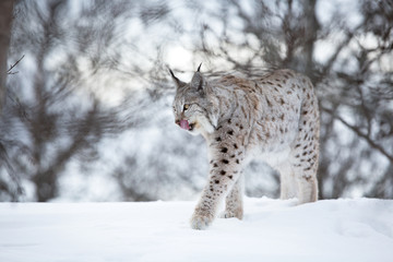 Fototapeta premium Lynx walks in the cold winter forest