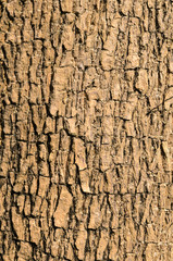 Bark of Elm tree