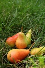 pears lying on the grass