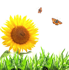 Sunflower, green grass and butterflies