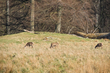 Deer eating grass in spring