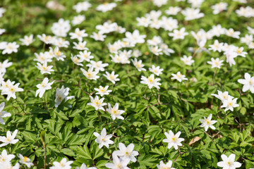 Wood anemone