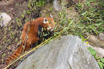 Red panda, Ailurus fulgens