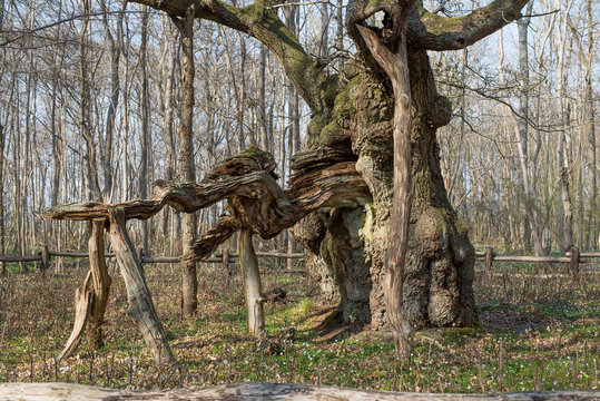 The kings oak tree, Kongeegen