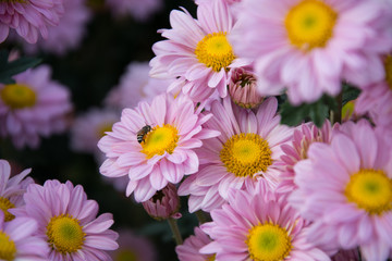 Light Pink chrysanthemum