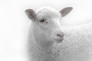 Fototapeta premium White lamb desaturated on light background