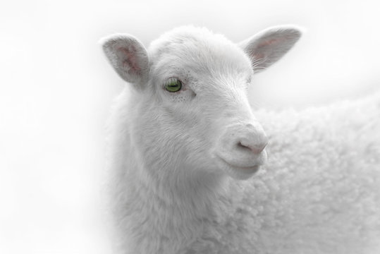 White lamb desaturated on light background