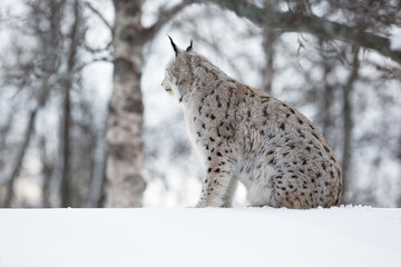 Lynx siitting in snow and looking