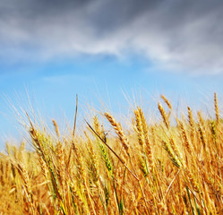 wheat field