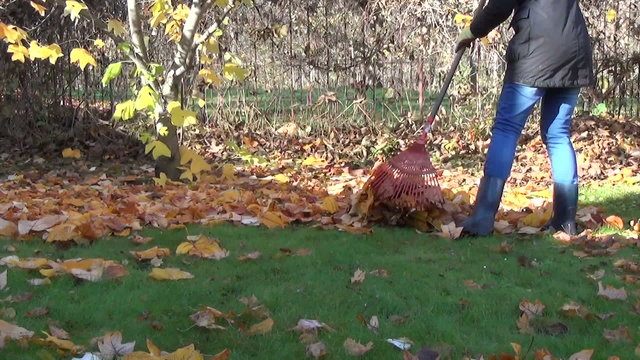 gardener rake in pile dry leaves seasonal autumn garden work