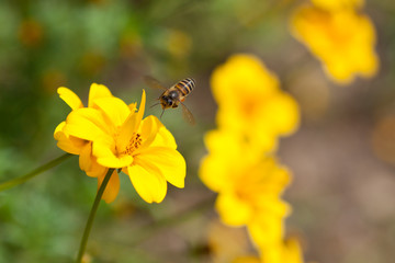 Bee on the flower, bee busy drinking nectar from the flower