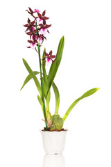 Fototapeta na wymiar cambria orchid in a pot